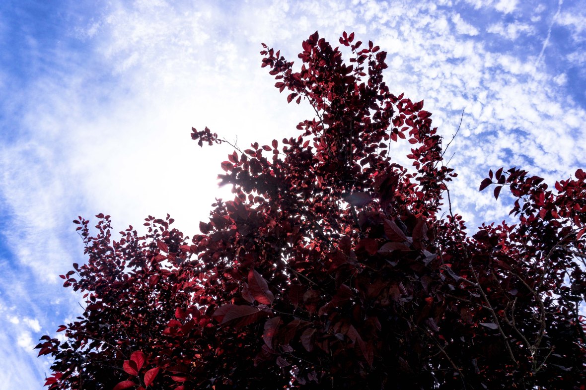 Red-Tree-Sky-Clouds-Translucent.jpg